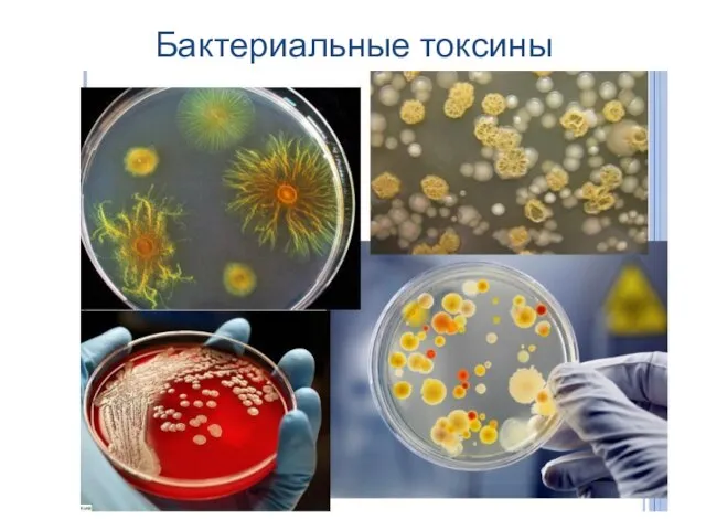 Бактериальные токсины