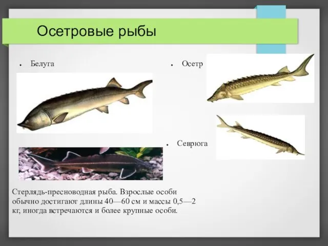 Осетровые рыбы Белуга Осетр Севрюга Стерлядь-пресноводная рыба. Взрослые особи обычно достигают длины