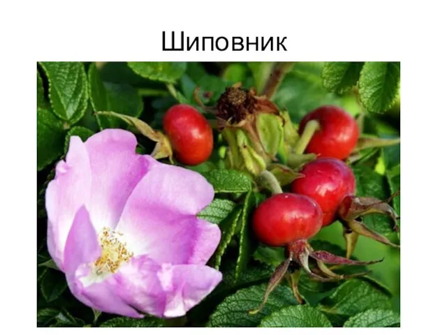 Шиповник