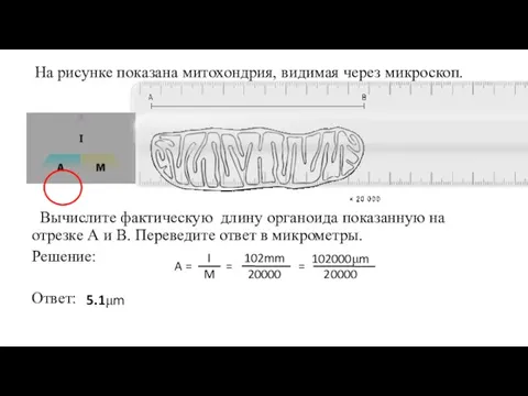 На рисунке показана митохондрия, видимая через микроскоп. Вычислите фактическую длину органоида показанную