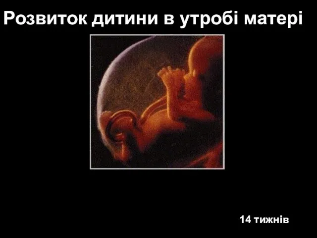 14 тижнів Розвиток дитини в утробі матері