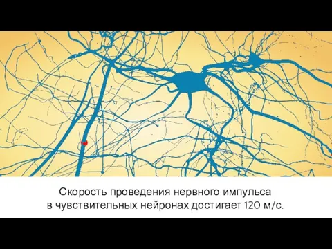 Скорость проведения нервного импульса в чувствительных нейронах достигает 120 м/с.