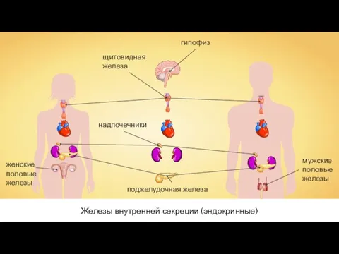 Железы внутренней секреции (эндокринные)