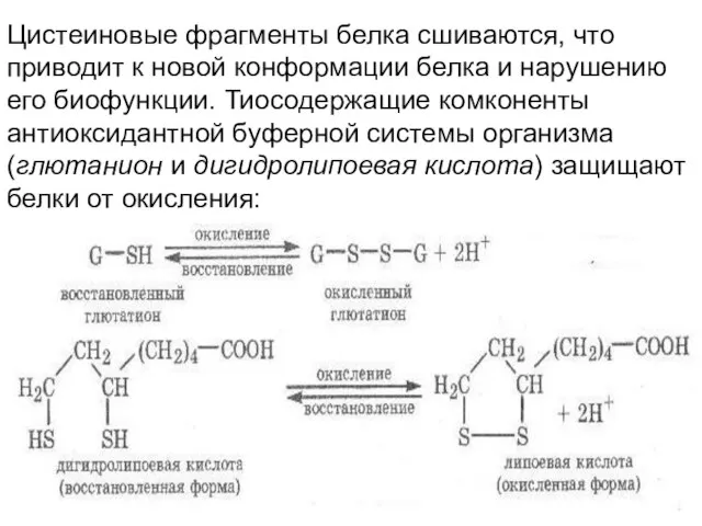 Цистеиновые фрагменты белка сшиваются, что приводит к новой конформации белка и нарушению