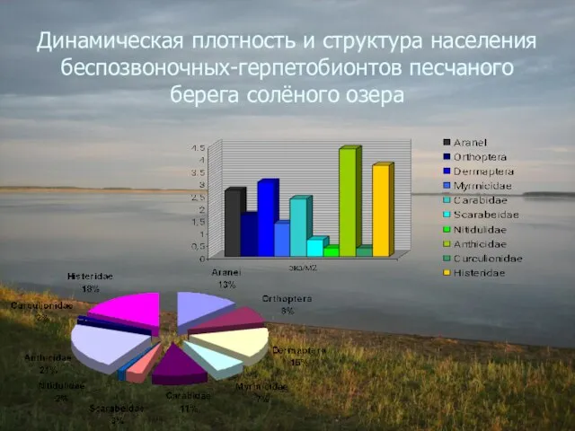 Динамическая плотность и структура населения беспозвоночных-герпетобионтов песчаного берега солёного озера