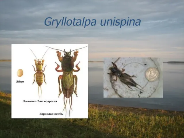 Gryllotalpa unispina