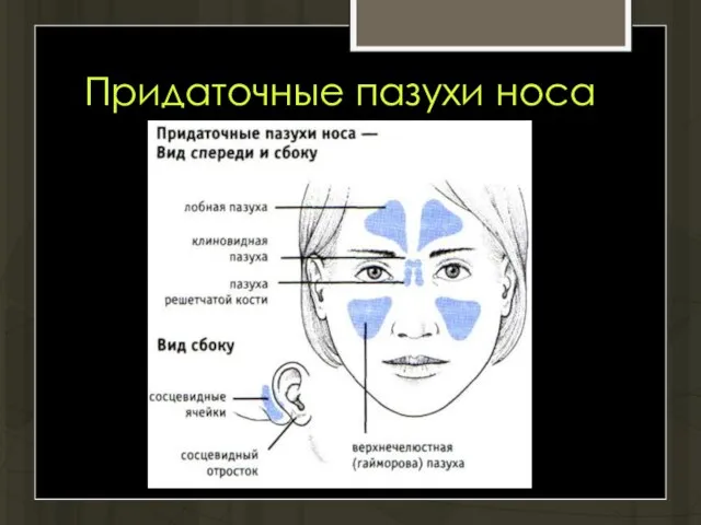 Придаточные пазухи носа