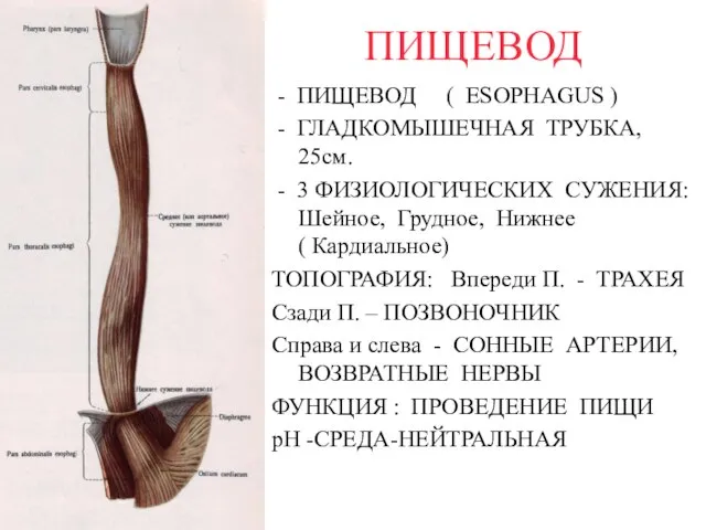 ПИЩЕВОД - ПИЩЕВОД ( ESOPHAGUS ) - ГЛАДКОМЫШЕЧНАЯ ТРУБКА, 25см. - 3