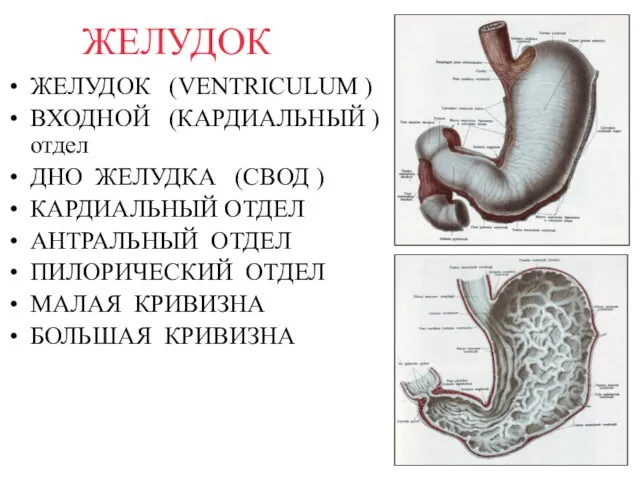 ЖЕЛУДОК ЖЕЛУДОК (VENTRICULUM ) ВХОДНОЙ (КАРДИАЛЬНЫЙ ) отдел ДНО ЖЕЛУДКА (СВОД )