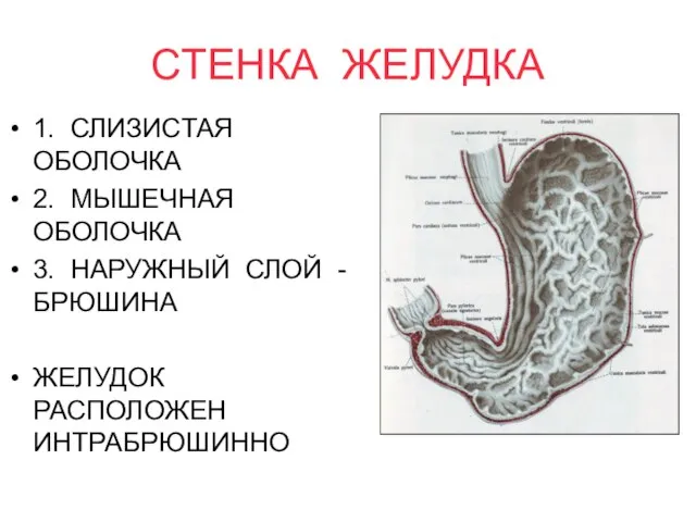 СТЕНКА ЖЕЛУДКА 1. СЛИЗИСТАЯ ОБОЛОЧКА 2. МЫШЕЧНАЯ ОБОЛОЧКА 3. НАРУЖНЫЙ СЛОЙ - БРЮШИНА ЖЕЛУДОК РАСПОЛОЖЕН ИНТРАБРЮШИННО