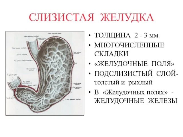 СЛИЗИСТАЯ ЖЕЛУДКА ТОЛЩИНА 2 - 3 мм. МНОГОЧИСЛЕННЫЕ СКЛАДКИ «ЖЕЛУДОЧНЫЕ ПОЛЯ» ПОДСЛИЗИСТЫЙ