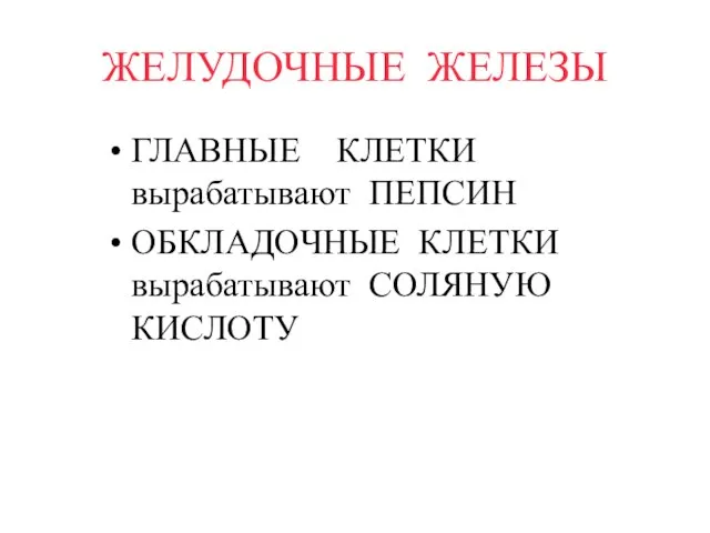 ЖЕЛУДОЧНЫЕ ЖЕЛЕЗЫ ГЛАВНЫЕ КЛЕТКИ вырабатывают ПЕПСИН ОБКЛАДОЧНЫЕ КЛЕТКИ вырабатывают СОЛЯНУЮ КИСЛОТУ