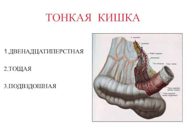 ТОНКАЯ КИШКА 1.ДВЕНАДЦАТИПЕРСТНАЯ 2.ТОЩАЯ 3.ПОДВЗДОШНАЯ