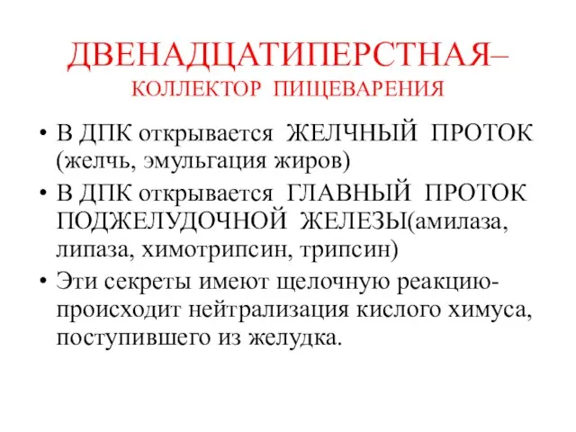 ДВЕНАДЦАТИПЕРСТНАЯ– КОЛЛЕКТОР ПИЩЕВАРЕНИЯ В ДПК открывается ЖЕЛЧНЫЙ ПРОТОК (желчь, эмульгация жиров) В