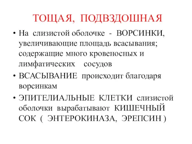 ТОЩАЯ, ПОДВЗДОШНАЯ На слизистой оболочке - ВОРСИНКИ,увеличивающие площадь всасывания; содержащие много кровеносных