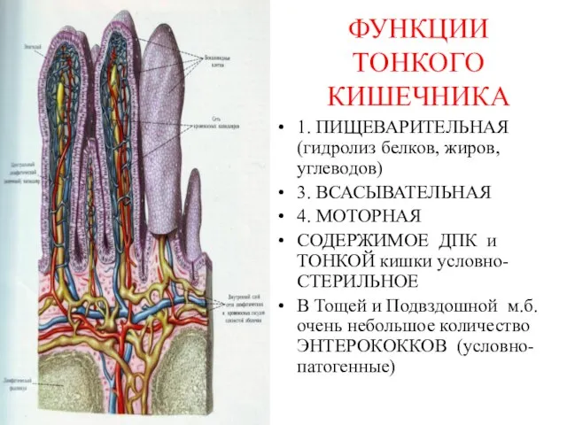 ФУНКЦИИ ТОНКОГО КИШЕЧНИКА 1. ПИЩЕВАРИТЕЛЬНАЯ (гидролиз белков, жиров, углеводов) 3. ВСАСЫВАТЕЛЬНАЯ 4.