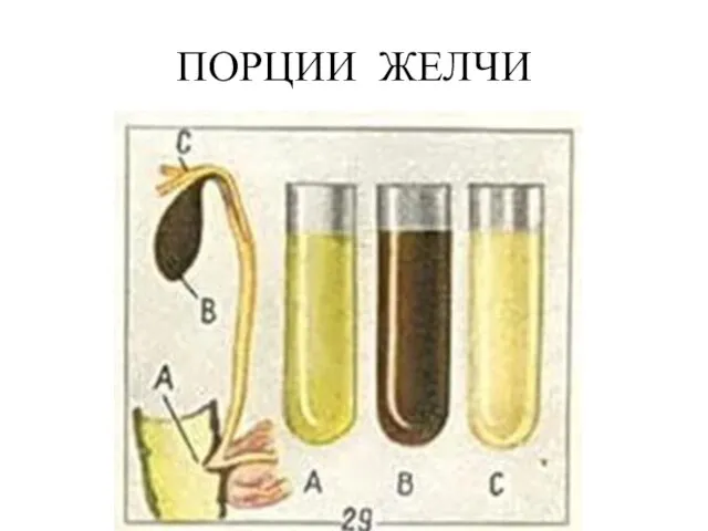 ПОРЦИИ ЖЕЛЧИ