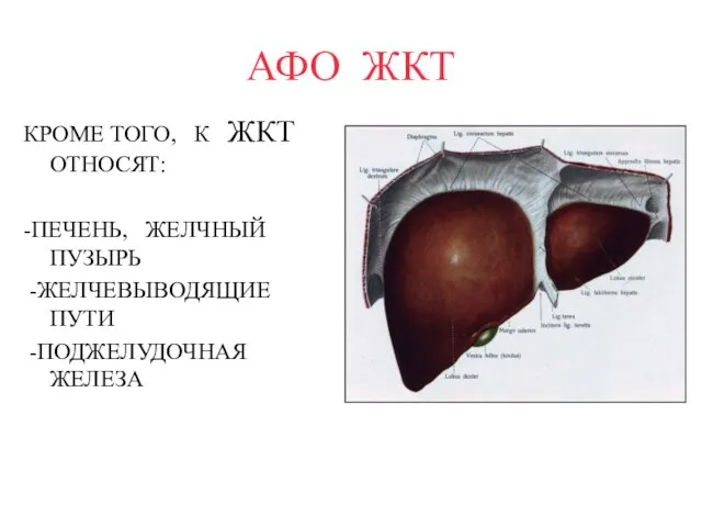 АФО ЖКТ КРОМЕ ТОГО, К ЖКТ ОТНОСЯТ: -ПЕЧЕНЬ, ЖЕЛЧНЫЙ ПУЗЫРЬ -ЖЕЛЧЕВЫВОДЯЩИЕ ПУТИ -ПОДЖЕЛУДОЧНАЯ ЖЕЛЕЗА