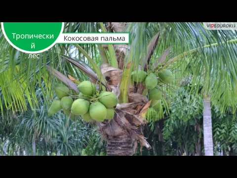 Кокосовая пальма Тропический лес