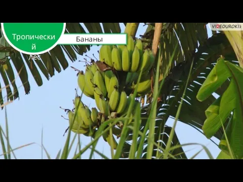 Бананы Тропический лес