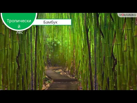 Бамбук Тропический лес