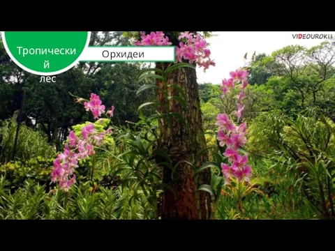 Орхидеи Тропический лес