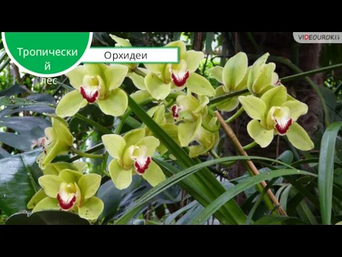 Орхидеи Тропический лес