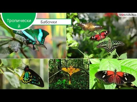 Бабочки Тропический лес