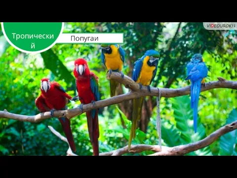 Попугаи Тропический лес