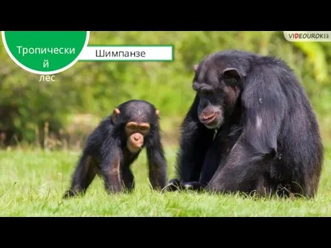 Шимпанзе Тропический лес
