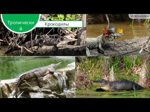 Крокодилы Тропический лес