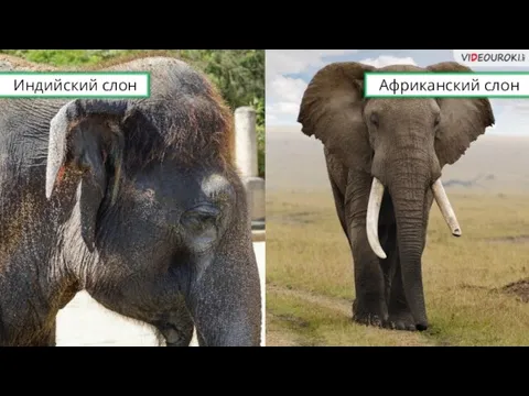 Африканский слон Индийский слон