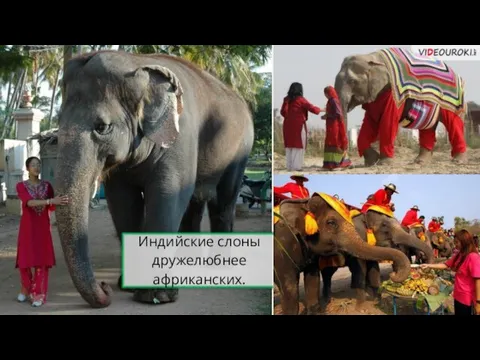 Индийские слоны дружелюбнее африканских.