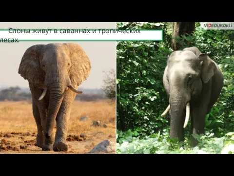 Слоны живут в саваннах и тропических лесах.