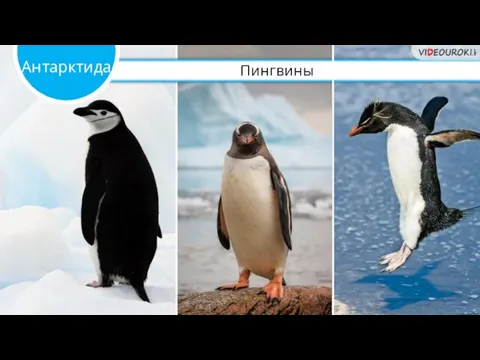 Пингвины Антарктида
