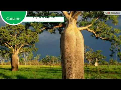 Бутылочные деревья Саванна