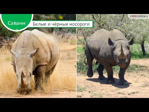 Белые и чёрные носороги Саванна