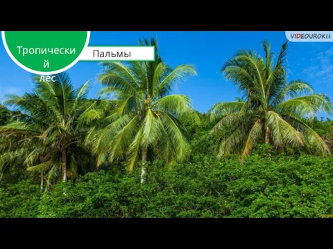 Пальмы Тропический лес