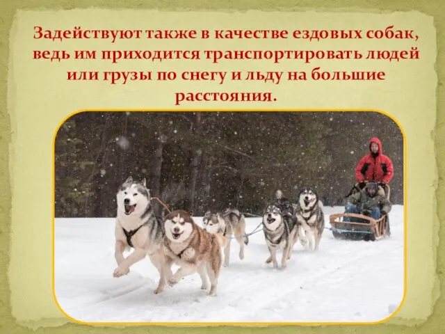 Задействуют также в качестве ездовых собак, ведь им приходится транспортировать людей или