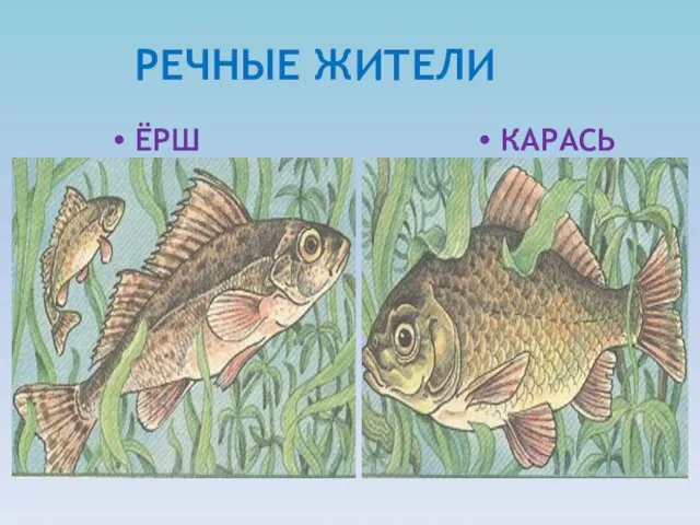 РЕЧНЫЕ ЖИТЕЛИ ЁРШ КАРАСЬ