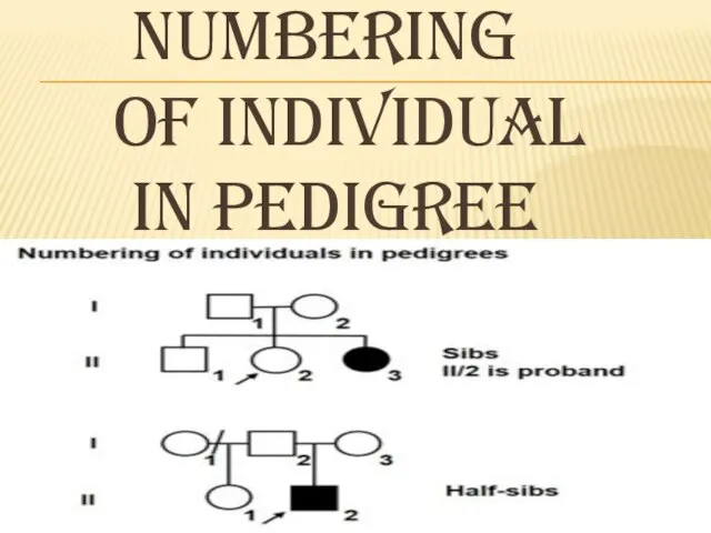 NUMBERING OF INDIVIDUAL IN PEDIGREE