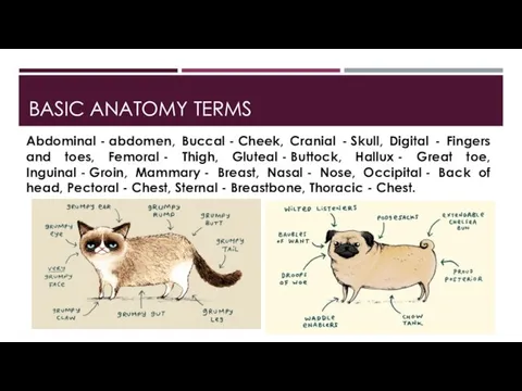 BASIC ANATOMY TERMS Abdominal - abdomen, Buccal - Cheek, Cranial - Skull,