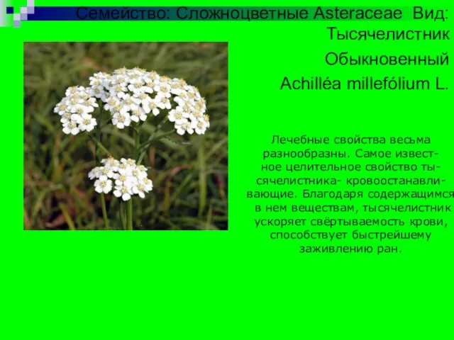 Семейство: Сложноцветные Asteraceae Вид:Тысячелистник Обыкновенный Achilléa millefólium L. Лечебные свойства весьма разнообразны.