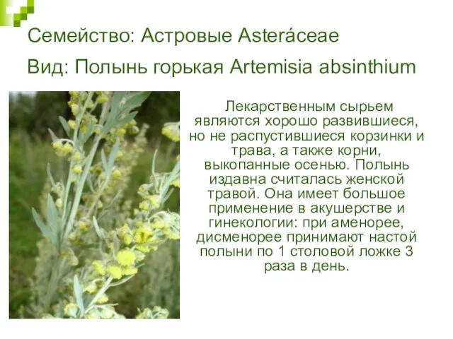 Семейство: Астровые Asteráceae Вид: Полынь горькая Artemisia absinthium Лекарственным сырьем являются хорошо