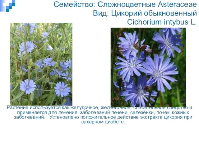 тр Семейство: Сложноцветные Asteraceae Вид: Цикорий обыкновенный Cichorium intybus L. Растение используется