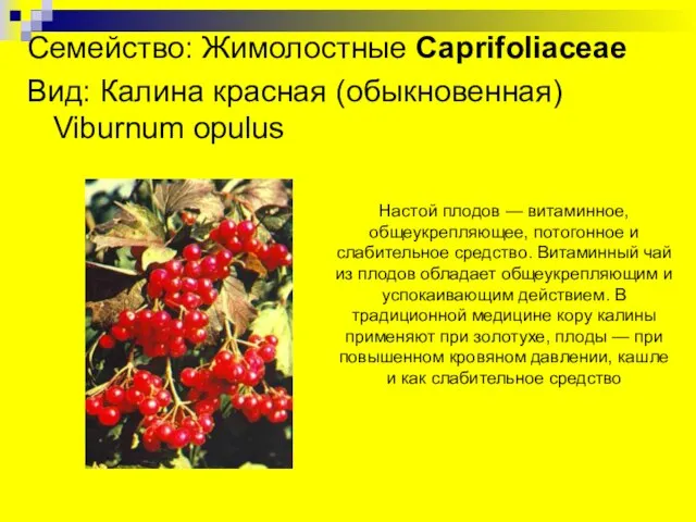 Семейство: Жимолостные Caprifoliaceae Вид: Калина красная (обыкновенная) Viburnum opulus Настой плодов —
