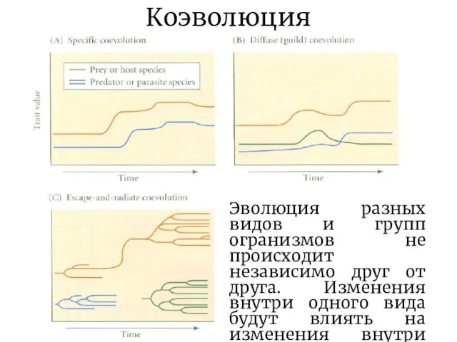 Коэволюция Эволюция разных видов и групп огранизмов не происходит независимо друг от