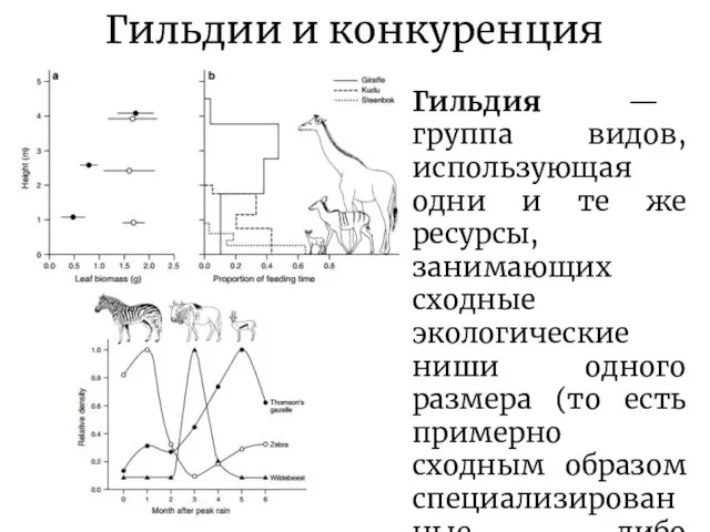 Гильдии и конкуренция Гильдия — группа видов, использующая одни и те же