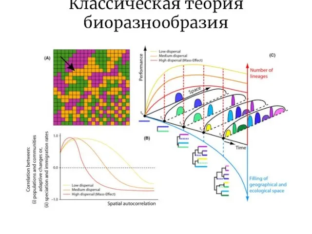 Классическая теория биоразнообразия