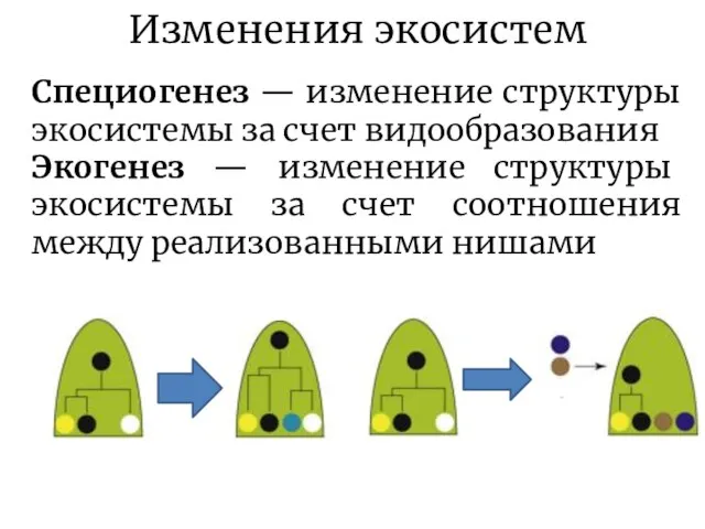 Изменения экосистем Специогенез — изменение структуры экосистемы за счет видообразования Экогенез —